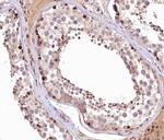 GANP Antibody in Immunohistochemistry (Paraffin) (IHC (P))