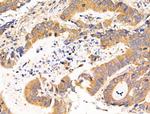 GANP Antibody in Immunohistochemistry (Paraffin) (IHC (P))