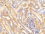 GANP Antibody in Immunohistochemistry (Paraffin) (IHC (P))