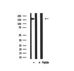 GANP Antibody in Western Blot (WB)