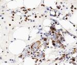 MCM5 Antibody in Immunohistochemistry (Paraffin) (IHC (P))