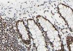 UBA2 Antibody in Immunohistochemistry (Paraffin) (IHC (P))