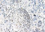 UBA2 Antibody in Immunohistochemistry (Paraffin) (IHC (P))