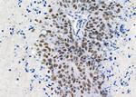 UBA2 Antibody in Immunohistochemistry (Paraffin) (IHC (P))