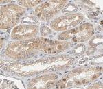 Urocortin Antibody in Immunohistochemistry (Paraffin) (IHC (P))