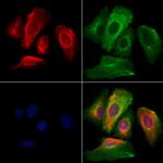 LIGHT Antibody in Immunocytochemistry (ICC/IF)