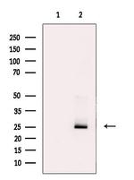 LIGHT Antibody in Western Blot (WB)