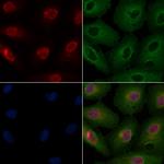 AKAP8 Antibody in Immunocytochemistry (ICC/IF)