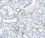 AKAP8 Antibody in Immunohistochemistry (Paraffin) (IHC (P))