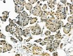 AKAP8 Antibody in Immunohistochemistry (Paraffin) (IHC (P))