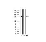 AKAP8 Antibody in Western Blot (WB)