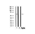 TRIM16 Antibody in Western Blot (WB)