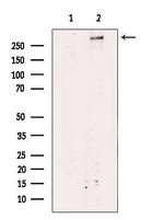 ATRX Antibody in Western Blot (WB)