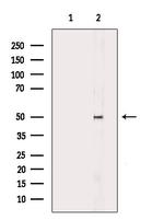 MUC13 Antibody in Western Blot (WB)