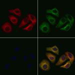 COX19 Antibody in Immunocytochemistry (ICC/IF)