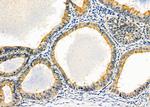 COX19 Antibody in Immunohistochemistry (Paraffin) (IHC (P))