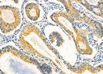 COX19 Antibody in Immunohistochemistry (Paraffin) (IHC (P))