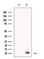 COX19 Antibody in Western Blot (WB)