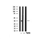 MAGE1 Antibody in Western Blot (WB)