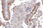 UBXD5 Antibody in Immunohistochemistry (Paraffin) (IHC (P))