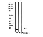 COX17 Antibody in Western Blot (WB)