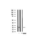 COX4I2 Antibody in Western Blot (WB)