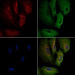 COX4I2 Antibody in Immunocytochemistry (ICC/IF)