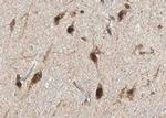 GAD65/GAD67 Antibody in Immunohistochemistry (Paraffin) (IHC (P))