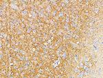 GAD65/GAD67 Antibody in Immunohistochemistry (Paraffin) (IHC (P))