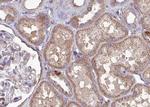 BATF Antibody in Immunohistochemistry (Paraffin) (IHC (P))