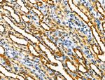 BATF Antibody in Immunohistochemistry (Paraffin) (IHC (P))