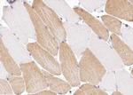 COL12A1 Antibody in Immunohistochemistry (Paraffin) (IHC (P))