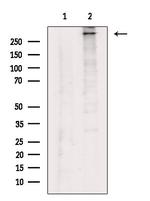 COL12A1 Antibody in Western Blot (WB)