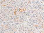 Phospho-GSK3B (Ser9) Antibody in Immunohistochemistry (Paraffin) (IHC (P))