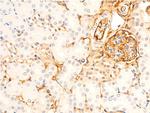 Phospho-GSK3B (Ser9) Antibody in Immunohistochemistry (Paraffin) (IHC (P))