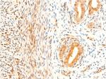 Phospho-GSK3B (Ser9) Antibody in Immunohistochemistry (Paraffin) (IHC (P))