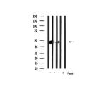 Phospho-GSK3B (Ser9) Antibody in Western Blot (WB)