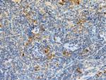 Phospho-PKD2 (Ser812) Antibody in Immunohistochemistry (Paraffin) (IHC (P))