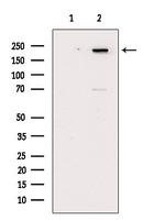 Phospho-Afadin (Ser1799) Antibody in Western Blot (WB)
