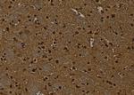 Phospho-RUNX1 (Ser249) Antibody in Immunohistochemistry (Paraffin) (IHC (P))