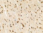 Phospho-RUNX1 (Ser249) Antibody in Immunohistochemistry (Paraffin) (IHC (P))