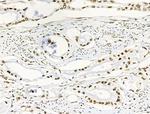 Phospho-RUNX1 (Ser249) Antibody in Immunohistochemistry (Paraffin) (IHC (P))