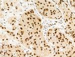 Phospho-RUNX1 (Ser249) Antibody in Immunohistochemistry (Paraffin) (IHC (P))