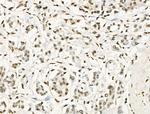 Phospho-RUNX1 (Ser249) Antibody in Immunohistochemistry (Paraffin) (IHC (P))