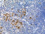 Phospho-ATG13 (Ser355) Antibody in Immunohistochemistry (Paraffin) (IHC (P))