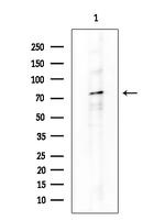 Phospho-ATG13 (Ser355) Antibody in Western Blot (WB)