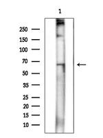 Phospho-ATG14 (Ser29) Antibody in Western Blot (WB)