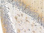 Phospho-Doublecortin (Ser297) Antibody in Immunohistochemistry (Paraffin) (IHC (P))