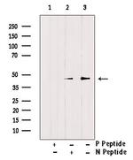 Phospho-Doublecortin (Ser297) Antibody in Western Blot (WB)