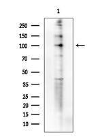 Phospho-FOXO3A (Ser413) Antibody in Western Blot (WB)